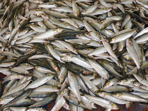 Notre besoin de nourriture est en train de détruire les stocks de poissons